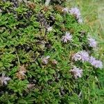 Globularia repens Plante entière