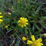 Senecio inaequidensFlower