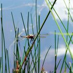 Eleocharis palustris برگ