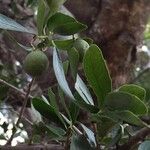 Elaeodendron transvaalense Leaf