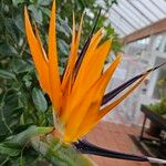 Strelitzia reginae Flower