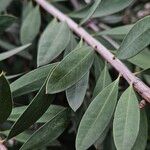 Melaleuca rugulosa Leaf