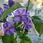 Solanum laciniatum Õis