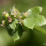 Bowlesia incana Fiore