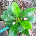 Euphorbia lophogona List