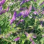 Vicia tenuifoliaFlower