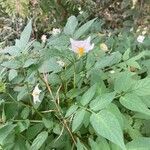 Solanum chacoense Blüte