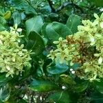 Asteropeia multiflora Flor