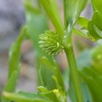 Ranunculus lateriflorus Drugo