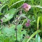 Geum rivale പുഷ്പം