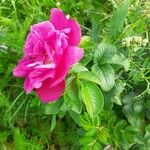 Rosa rugosa Frunză