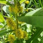 Lysimachia thyrsiflora Flower