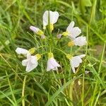 Cardamine pratensisBlomst