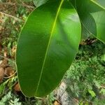 Calophyllum calaba برگ