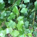 Populus x canadensis Fuelha