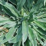 Echium italicum Leaf