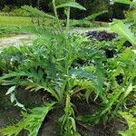 Cynara cardunculusHabitus