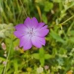 Eudianthe coeli-rosa Flower