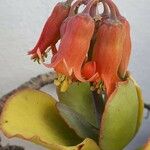 Cotyledon orbiculata花