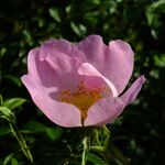 Rosa micrantha Fleur