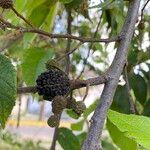 Guazuma ulmifolia Fruit