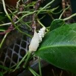 Anthurium scandens Flower