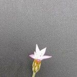Xeranthemum cylindraceum Квітка