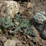 Lomatium nevadense Alkat (teljes növény)