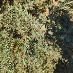 Berberis sibirica 葉