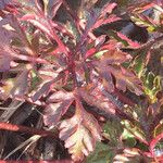 Geranium purpureum Foglia