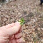 Soliva sessilis Leaf