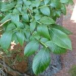 Vaccinium ovatum Leaf