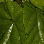 Quararibea cordata Blatt