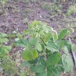 Rubus occidentalis Φύλλο