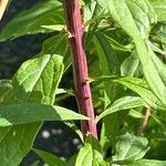 Doellingeria umbellata Corteza