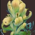 Castilleja mollis Fleur