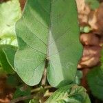 Convolvulus sagittatus Leaf