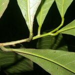 Gymnanthes riparia Hoja