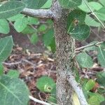 Commiphora glandulosa 樹皮