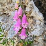 Digitalis minor Flor