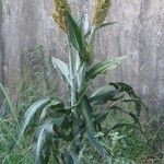 Sorghum bicolor葉