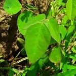 Oxalis barrelieri Blad