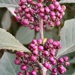 Callicarpa bodinieri Плід