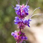 Trichostema lanatum Flor