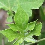 Montanoa hibiscifolia Frunză