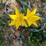 Tulipa sylvestris Floare