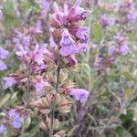 Salvia officinalis Blomst