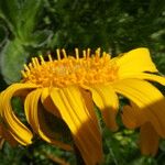 Arnica montana Flower