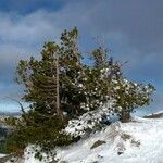 Pinus albicaulis Habit