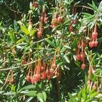 Crinodendron hookerianum Кветка